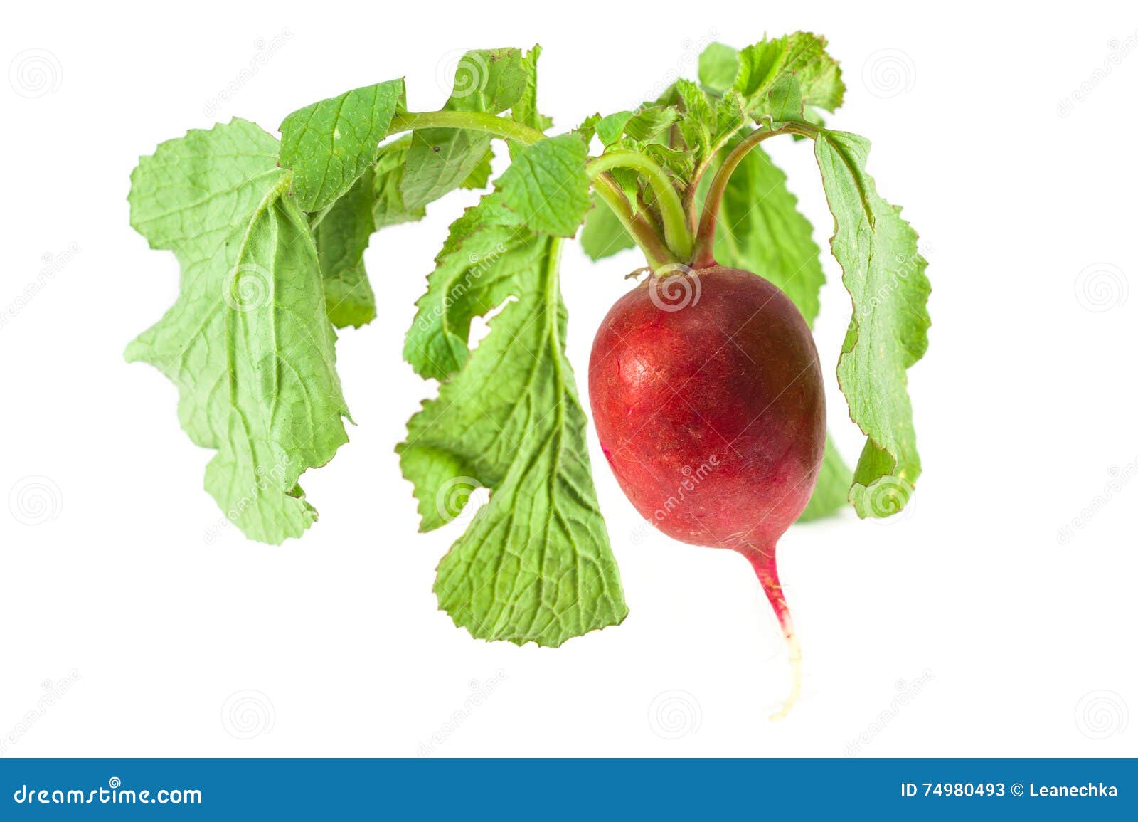 Red radish isolated stock image. Image of natural, fresh 74980493