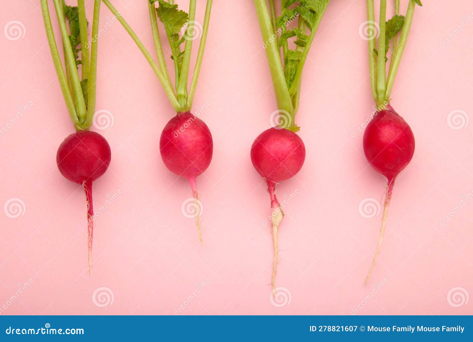 Red Radish with Leaves on Pink Background. Flat Lay Stock Image Image