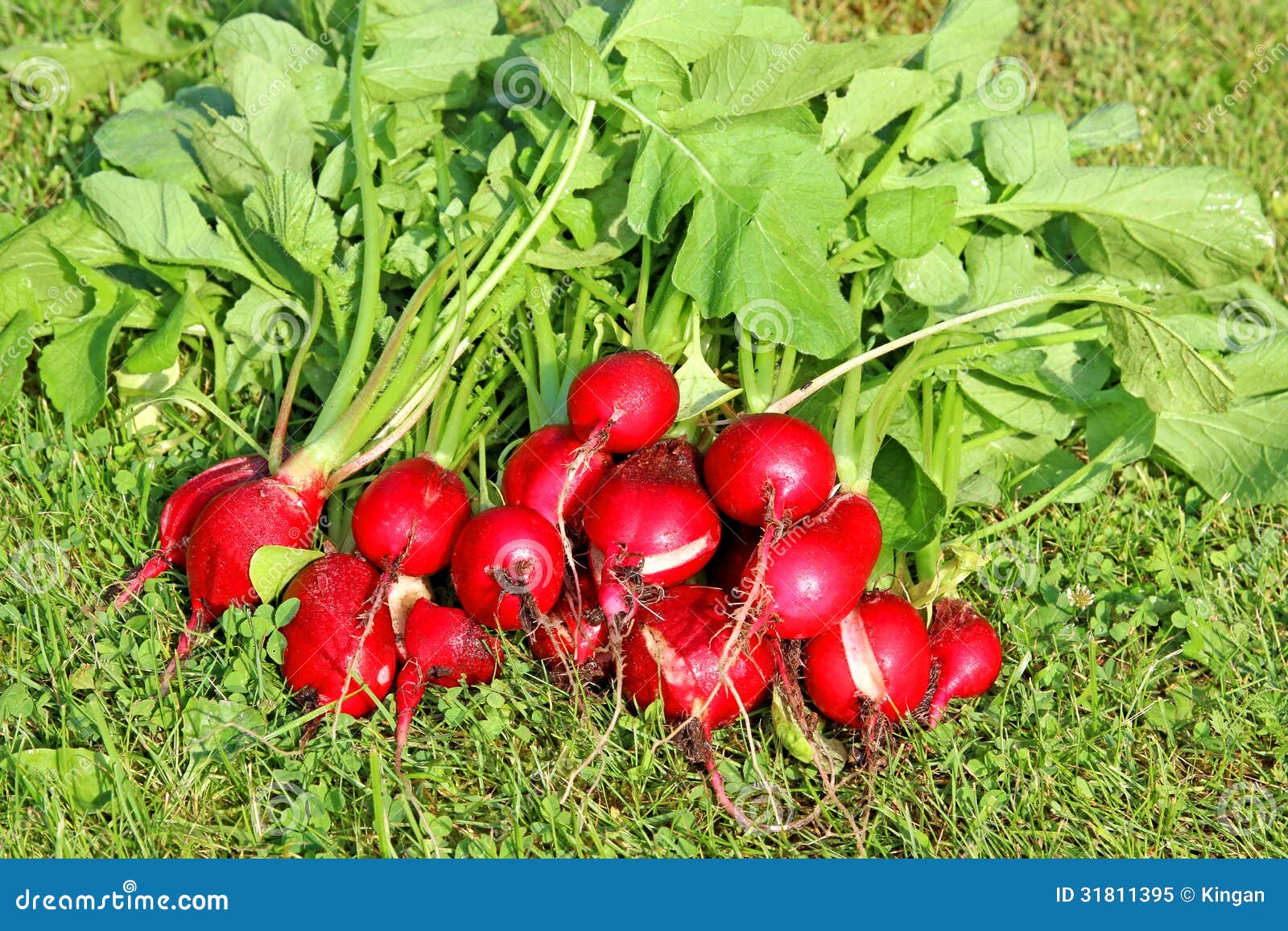 Red radishes stock image. Image of vegetables, tops, agriculture 31811395