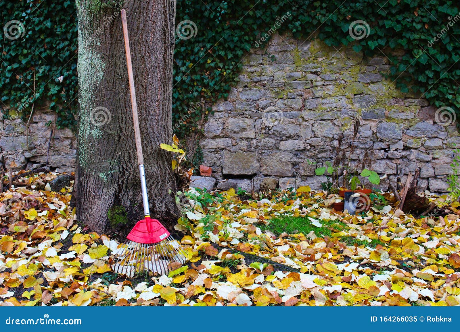 Red rake leaning on tree stock image. Image of leaf 164266035