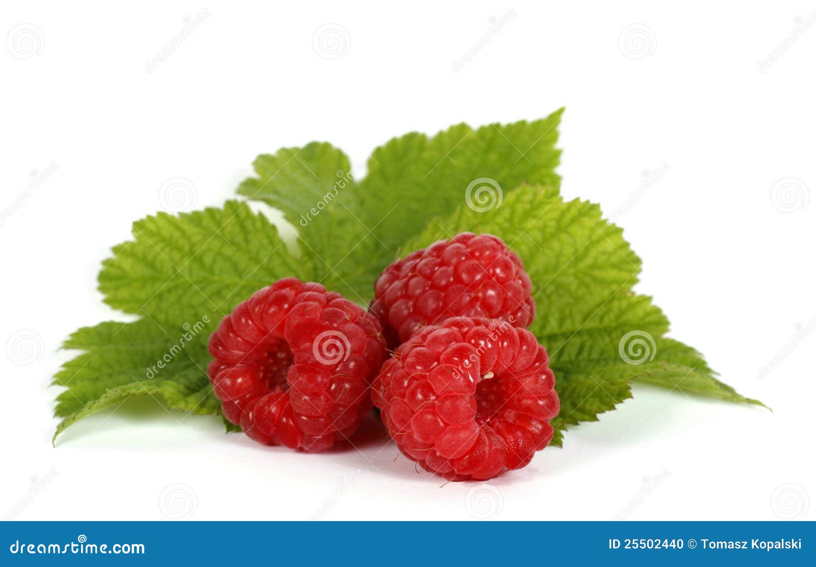Red raspberries stock photo. Image of delicious, food 25502440