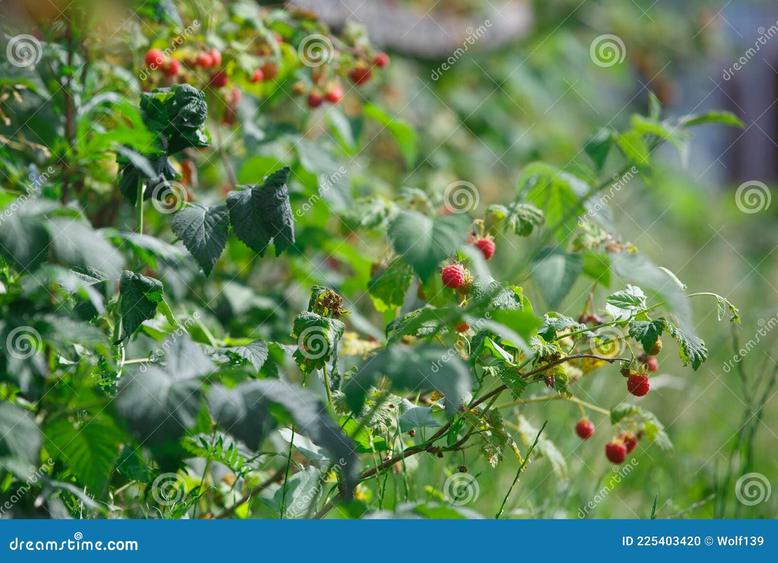 Red Raspberries in the Garden in the Summer Stock Photo Image of vitamin, rural 225403420