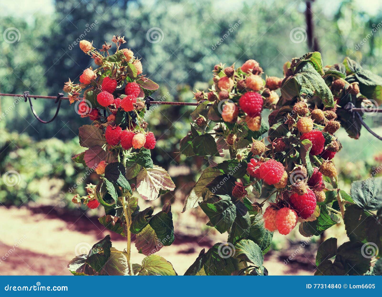 Red raspberries stock photo. Image of foliage, food, raspberries 77314840