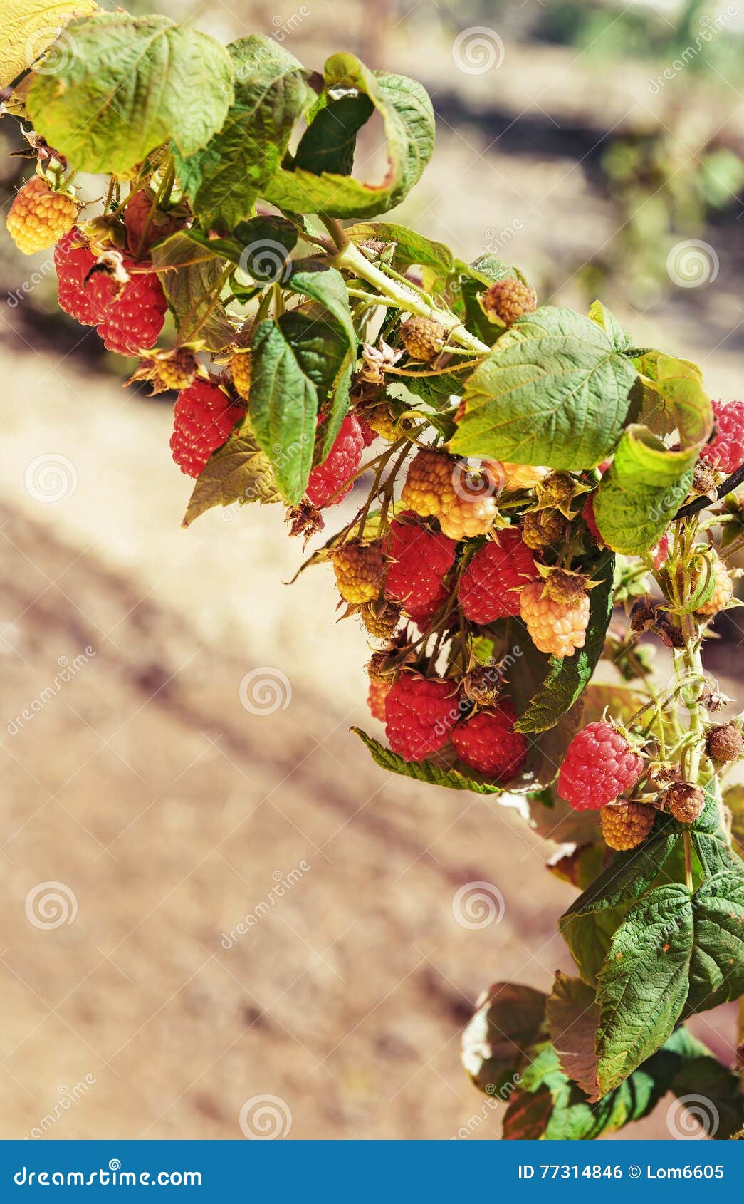 Red raspberries stock photo. Image of nature, raspberry 77314846