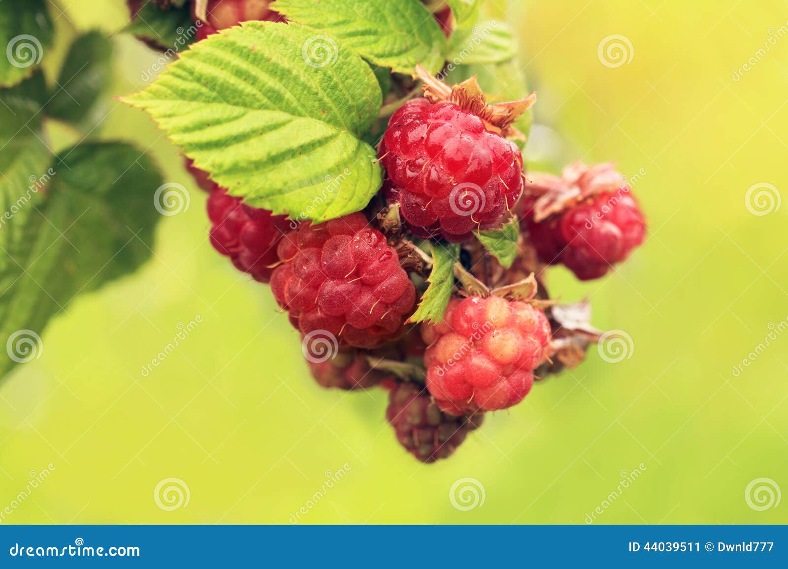 Red raspberries growing stock image. Image of bush, blackberry 44039511