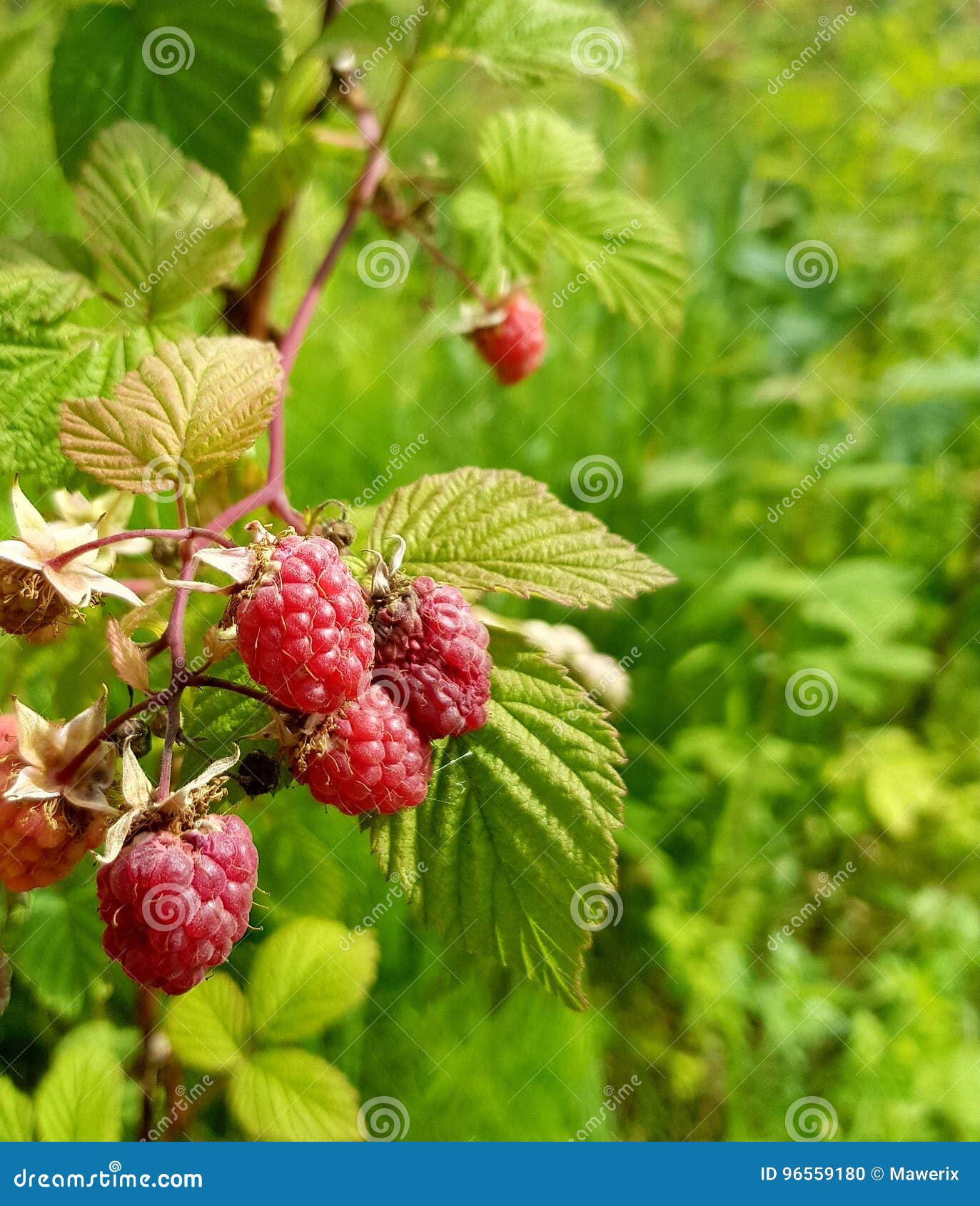 Red raspberries in sun stock photo. Image of shining 96559180