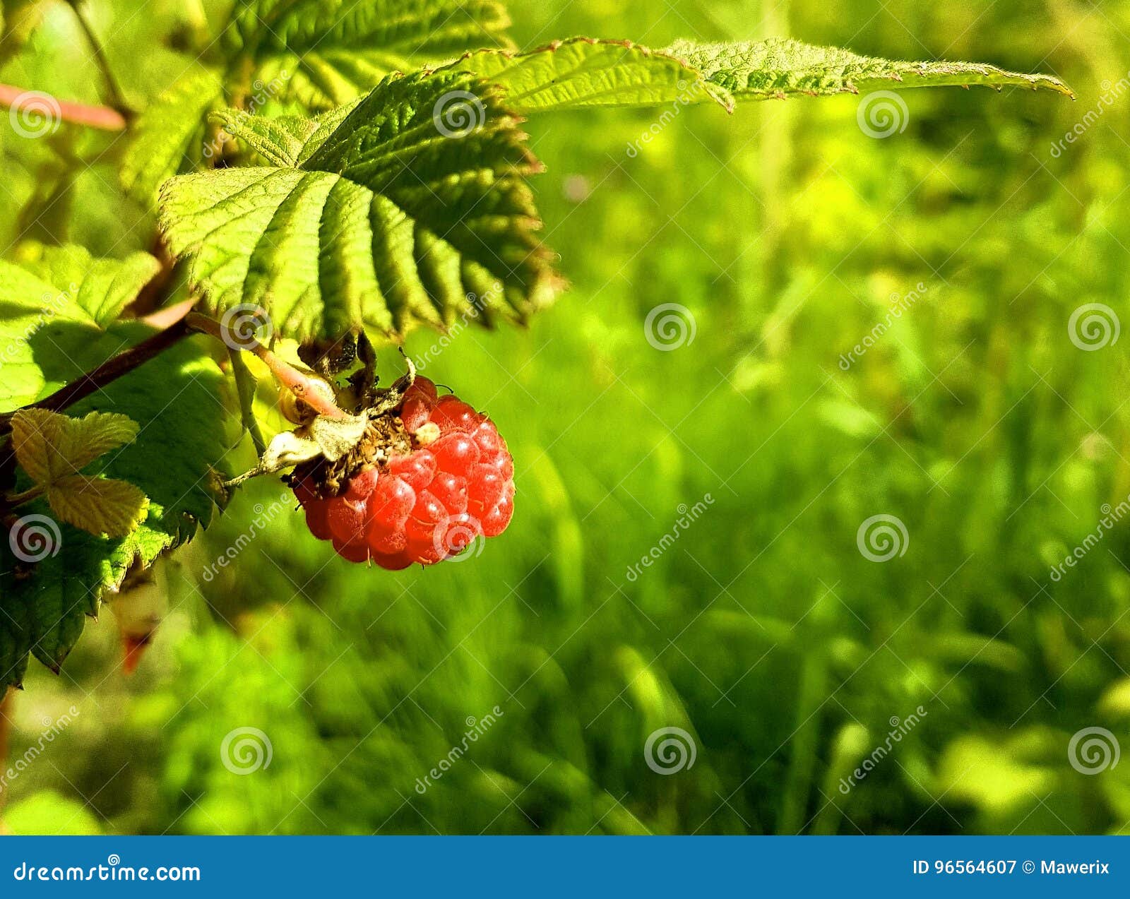 Red raspberries in sun stock image. Image of cloudberry 96564607