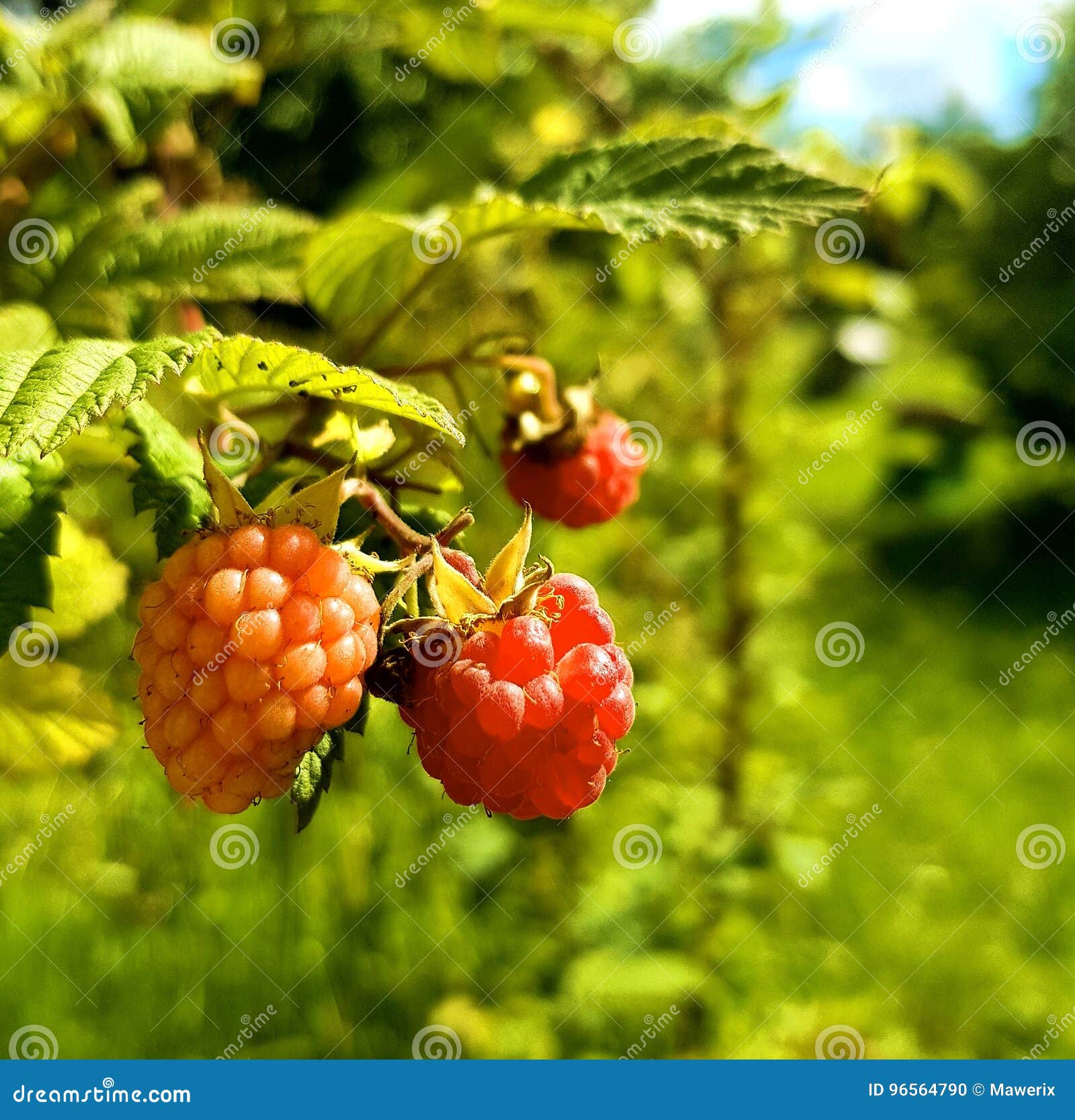 Red raspberries in sun stock photo. Image of contrast 96564790