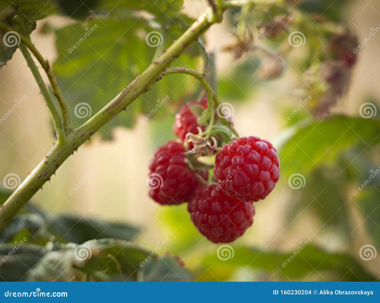 red raspberry berries rubus idaeus hang on a bush in autumn in greece