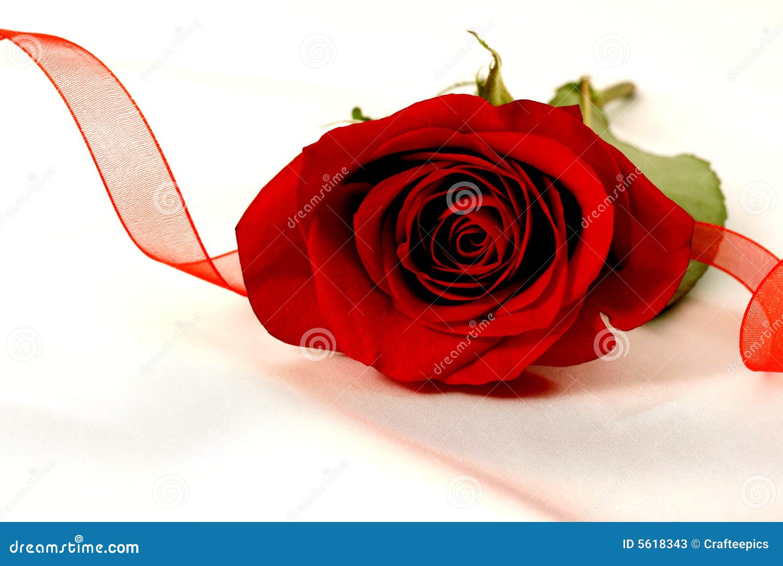 Red Ribbon Rose stock image. Image of romance, flowers 5618343