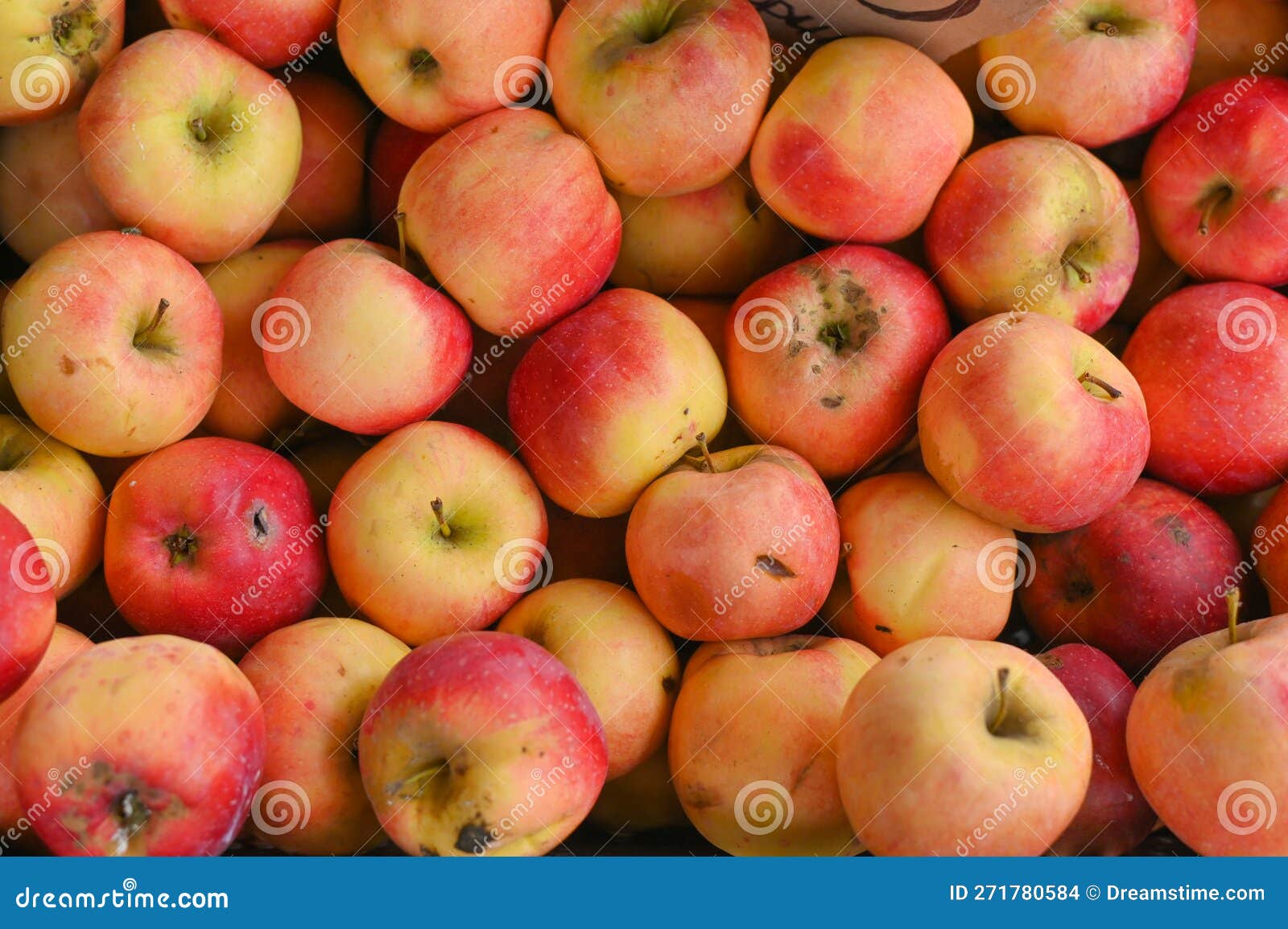 Red Ripe Apples. the Concept of Environmentally Friendly Apples Stock