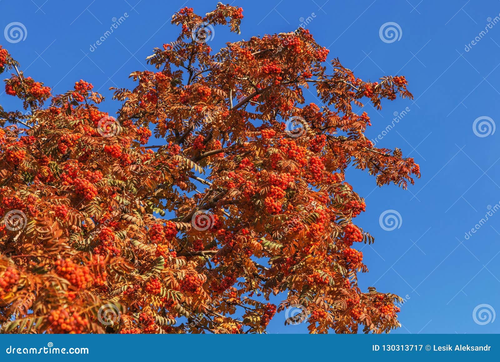 Red Ripe Bunch of Rowan with Green Rowan Leaves in Autumn. Autumnal ...