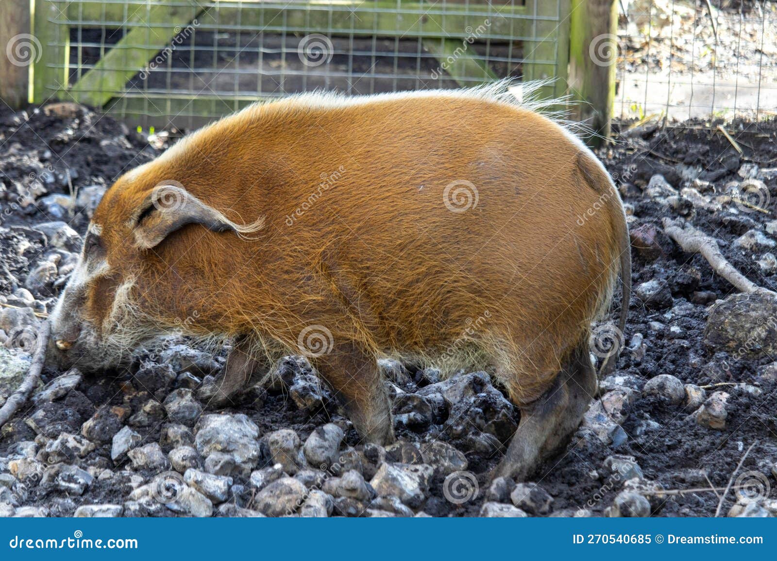 red river hog at howletts zoo
