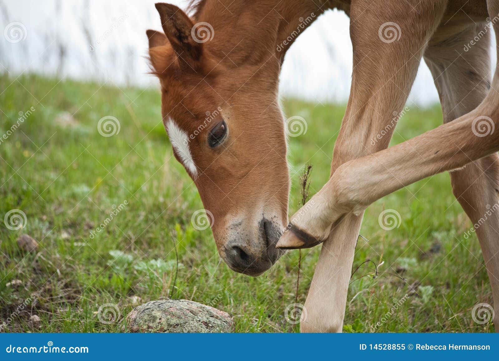 Red Roan Colt Nose Stock - Image colt, scratching: 14528855