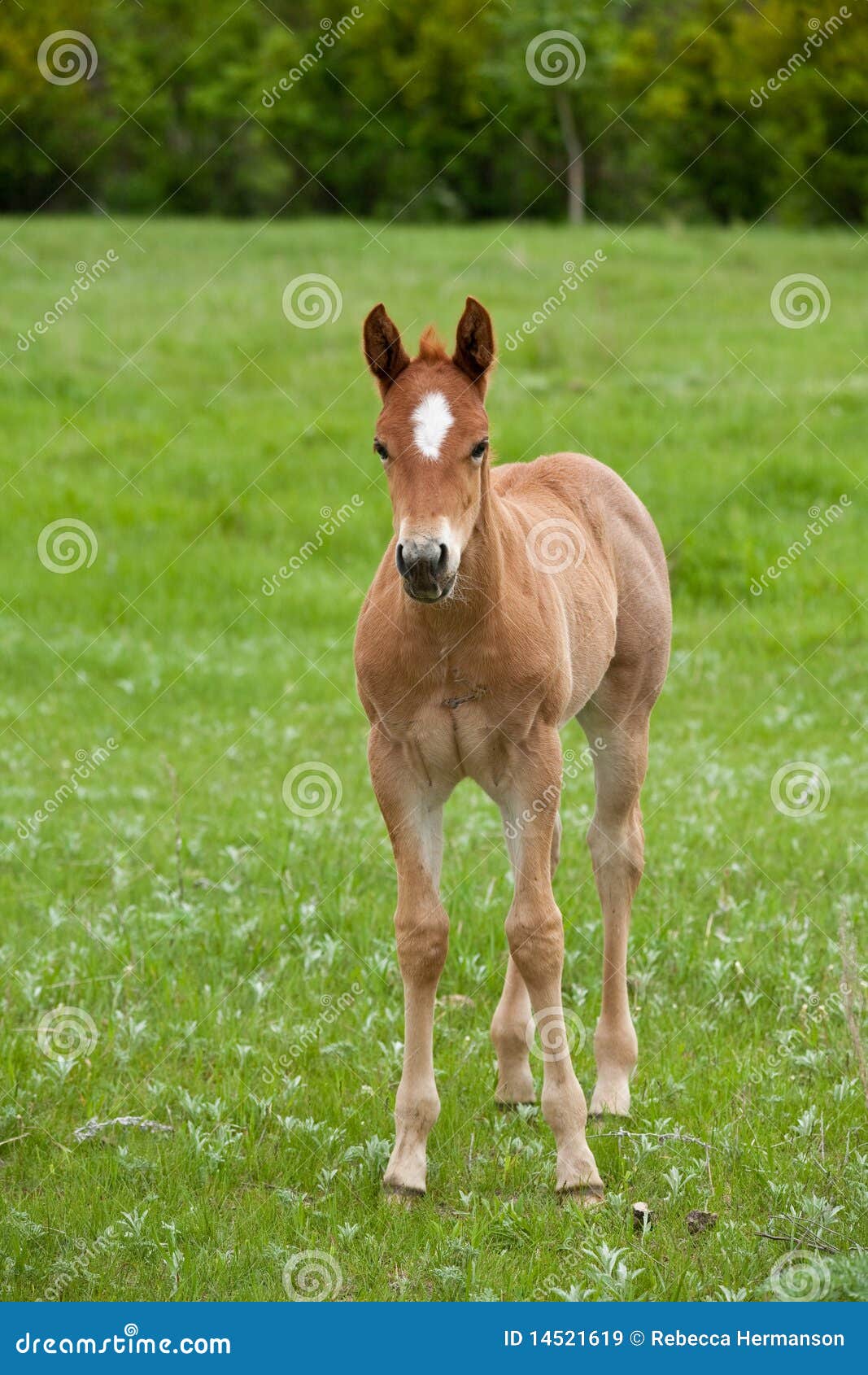 red roan quarter horse foal