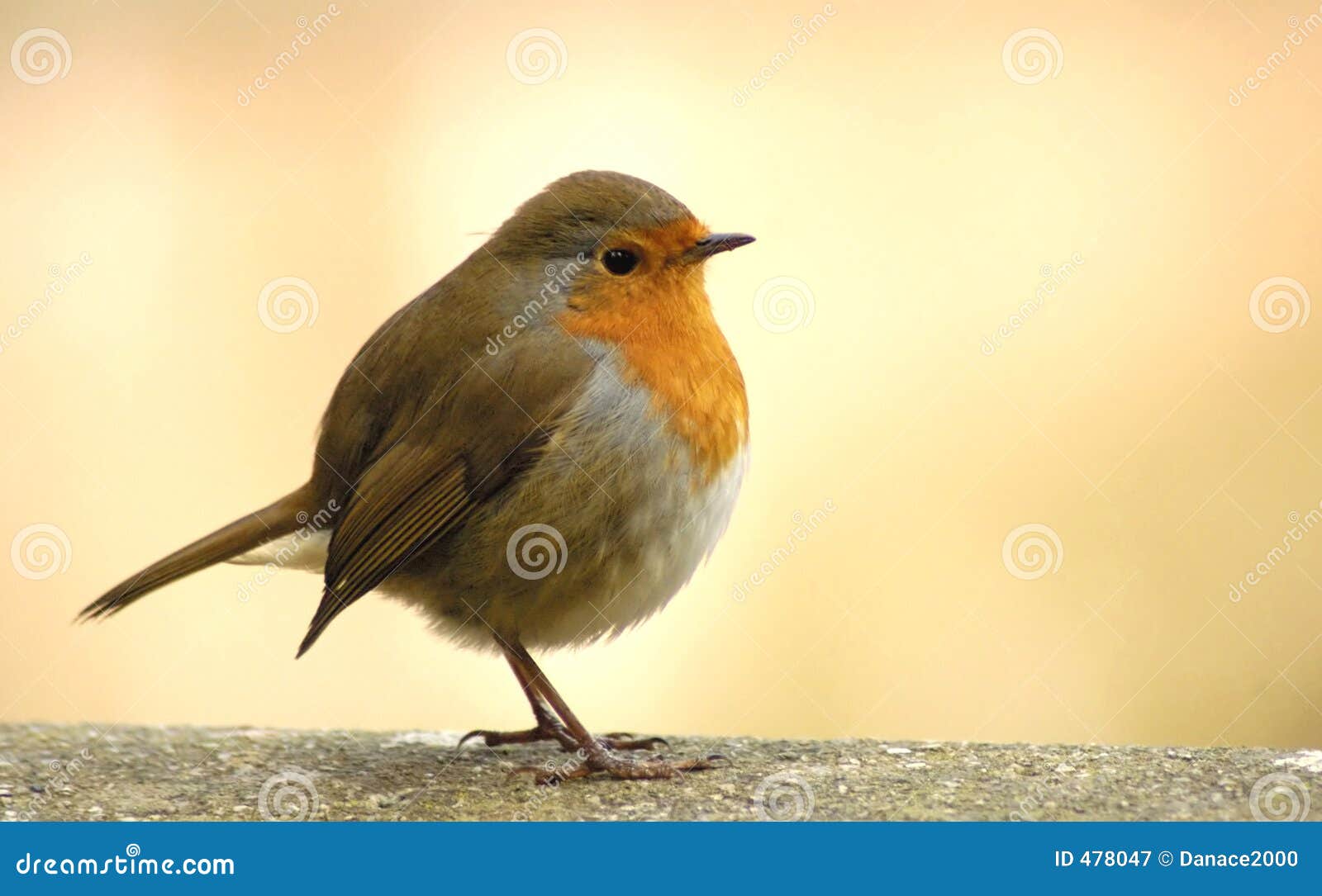 red robin stock red robin stock