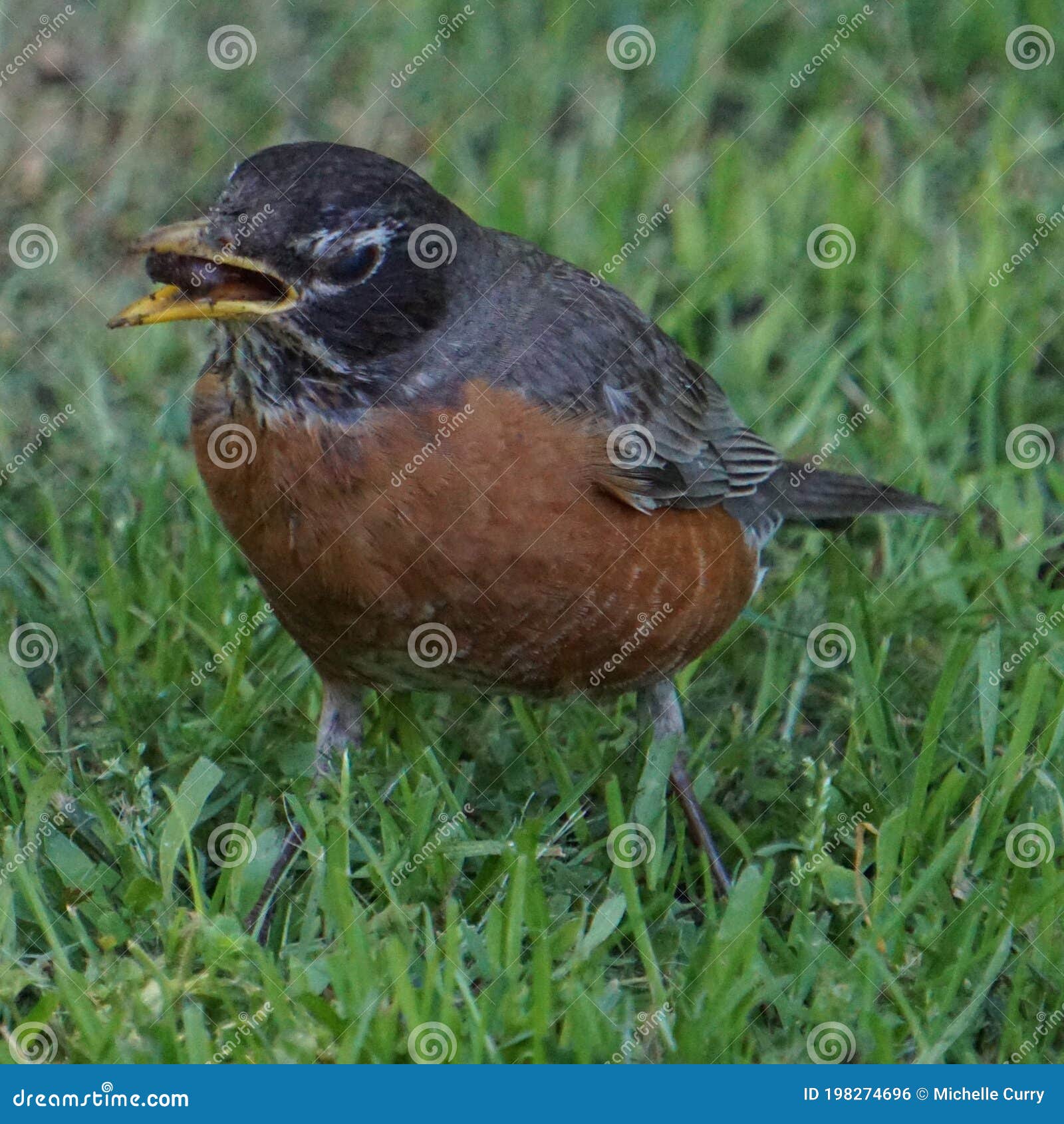 robin eating worms in dirt