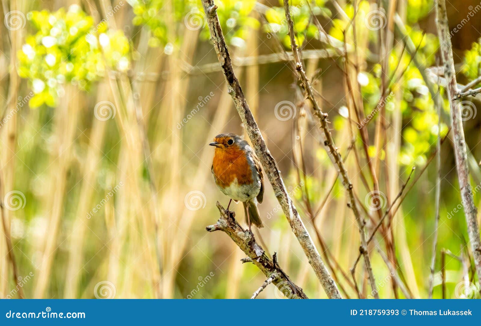 Red Robin, Red Breast Bird Visiting a Garden in Ireland Stock Image