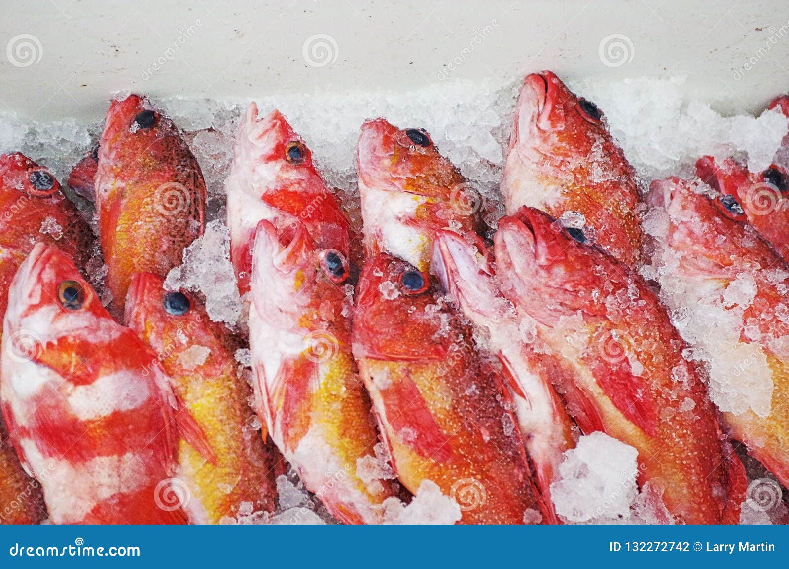 rock cod rock cod