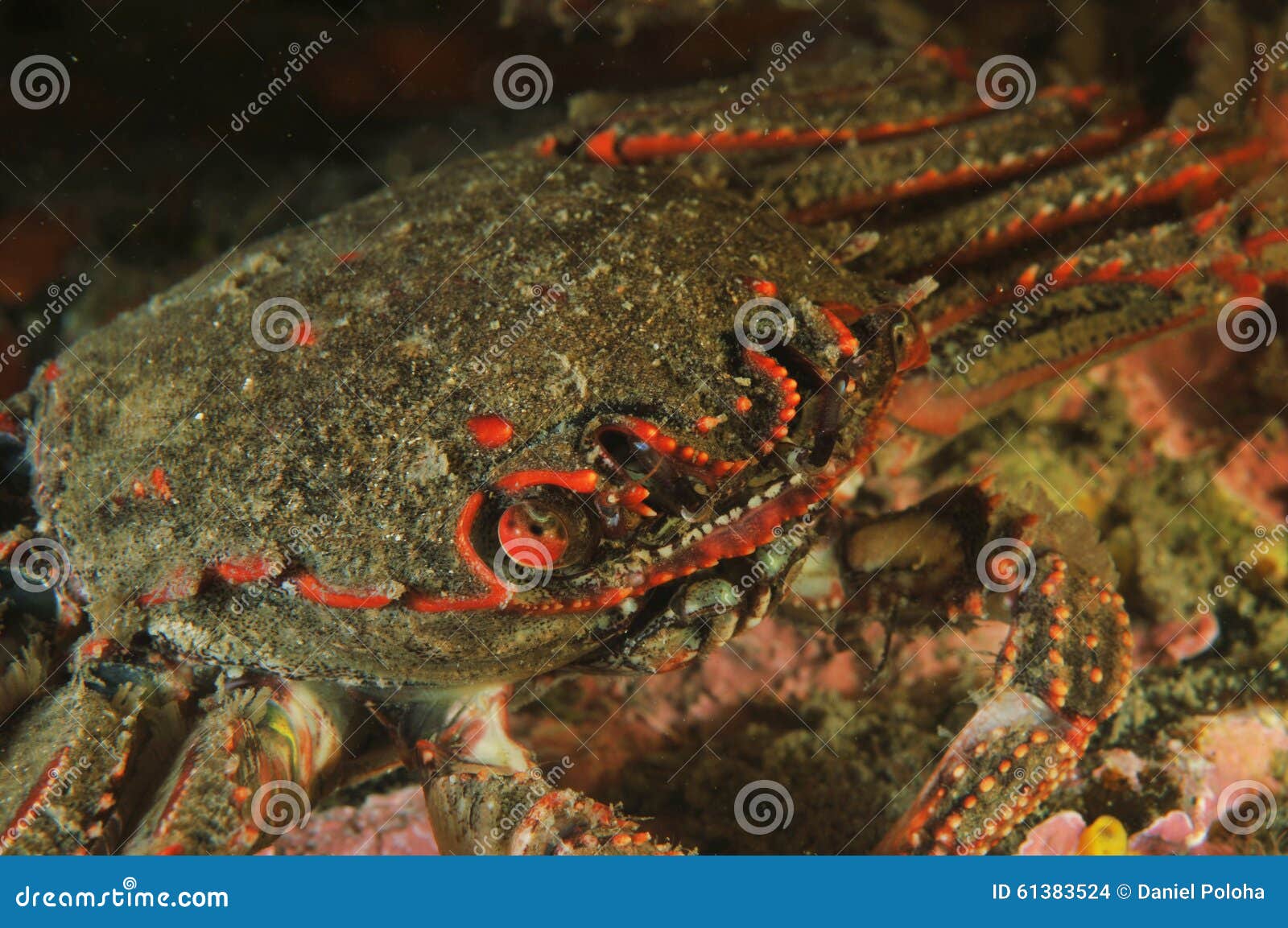 8,260 Red Bait Stock Photos - Free & Royalty-Free Stock Photos from  Dreamstime - Page 8