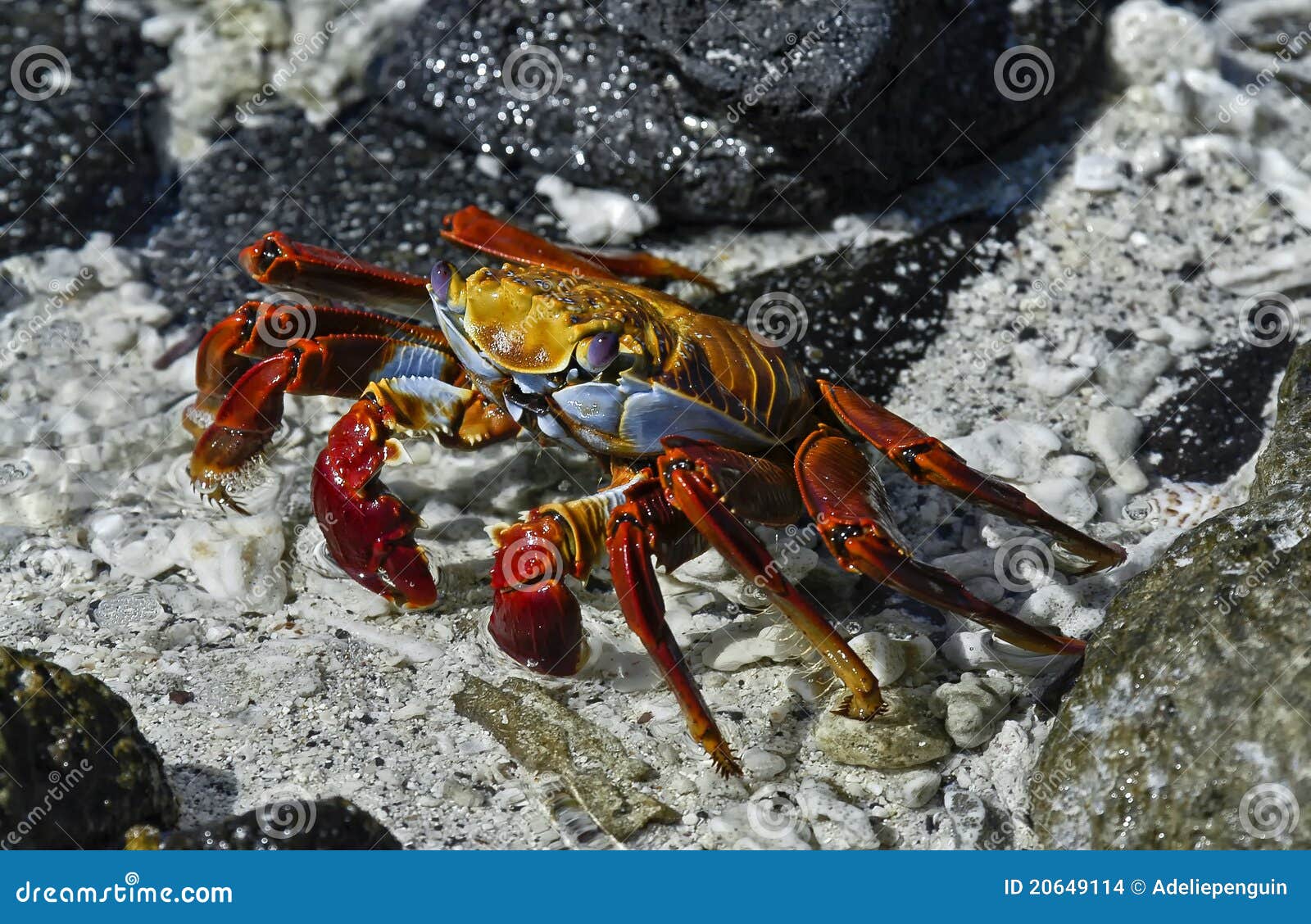 red rock crab, galapagos islands, ecuador