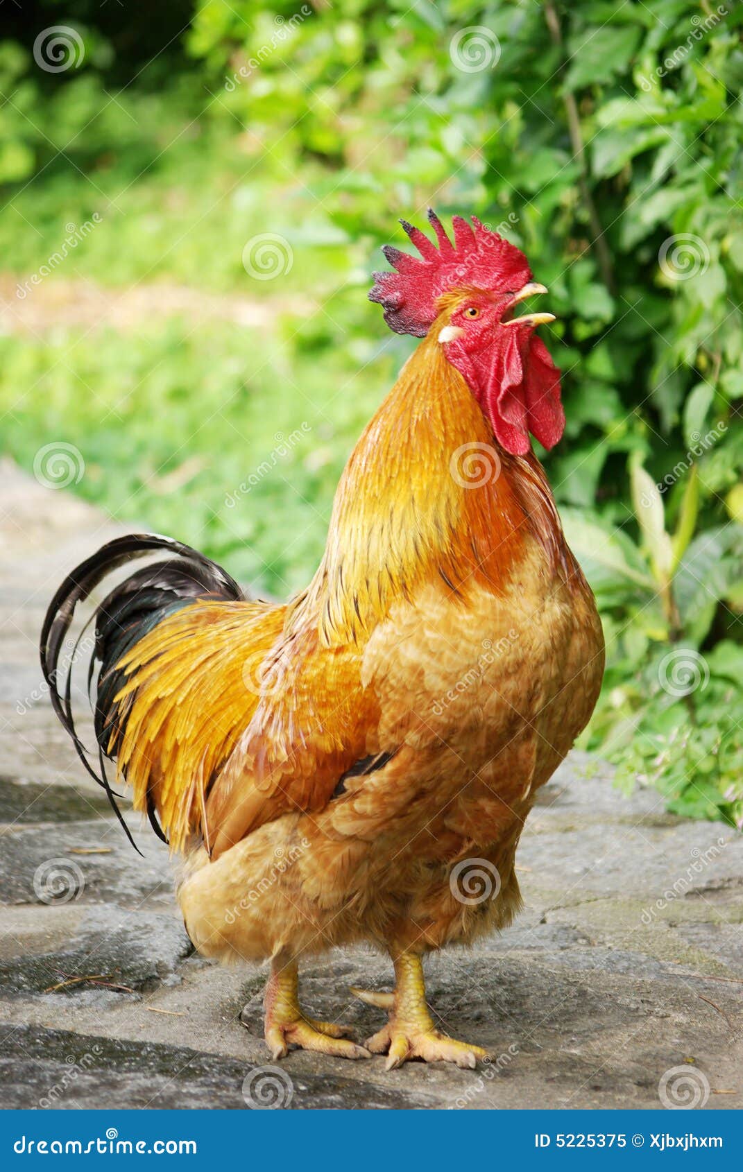 Red rooster stock image. Image of boiler, rooster, peasant 5225375