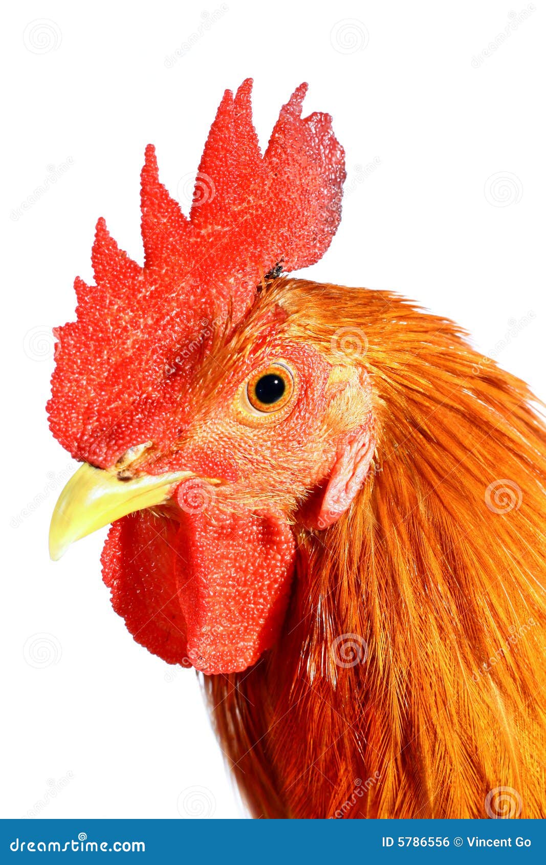 Red rooster stock photo. Image of background, farm, bird 5786556