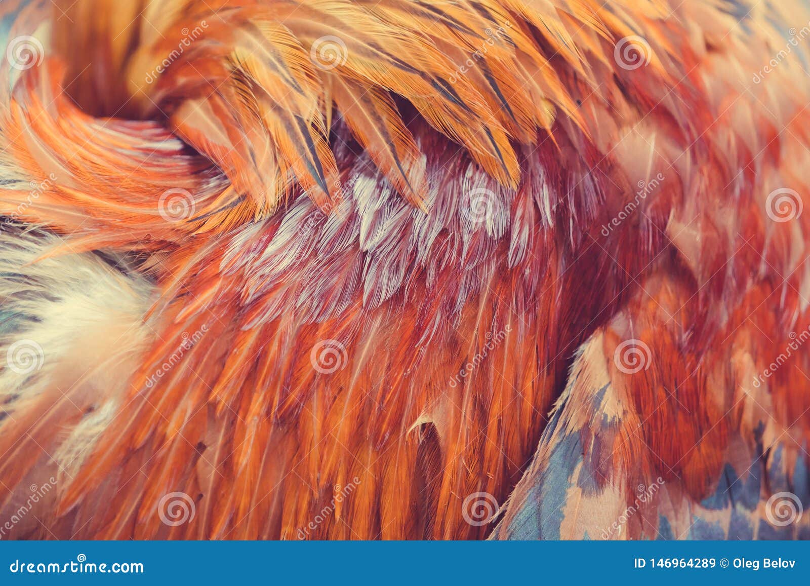 Red Rooster Feathers Sticking Out in Different Directions As a