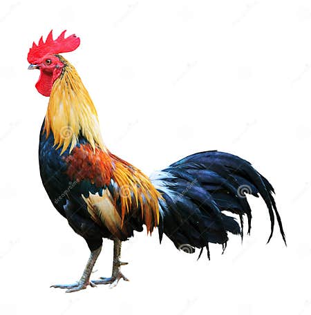 Red Rooster on White Background Stock Image - Image of slim, animal ...