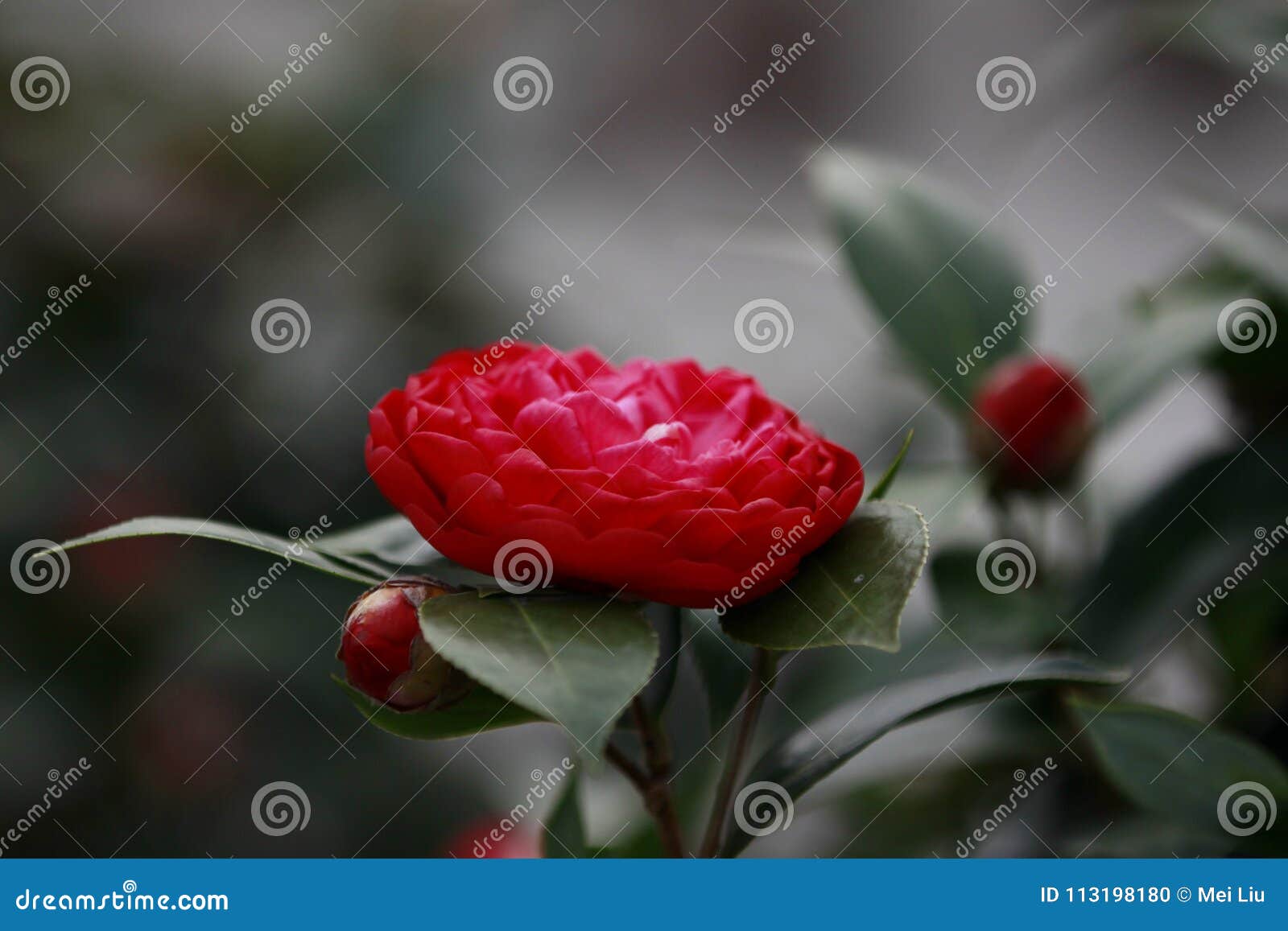 red rosa aurora,rose bengal camellia, japonical in full bloom with green leaf