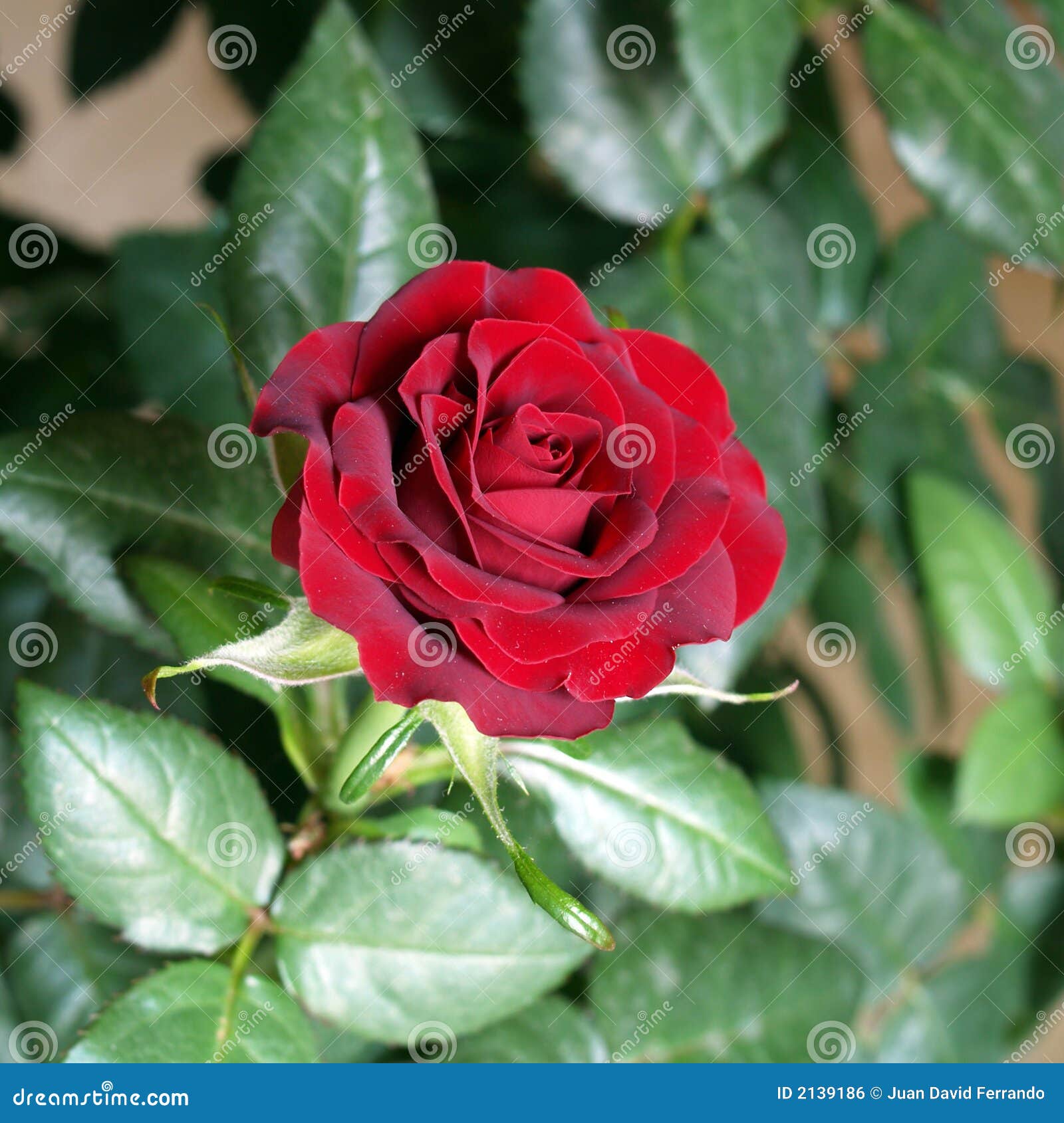 red rose