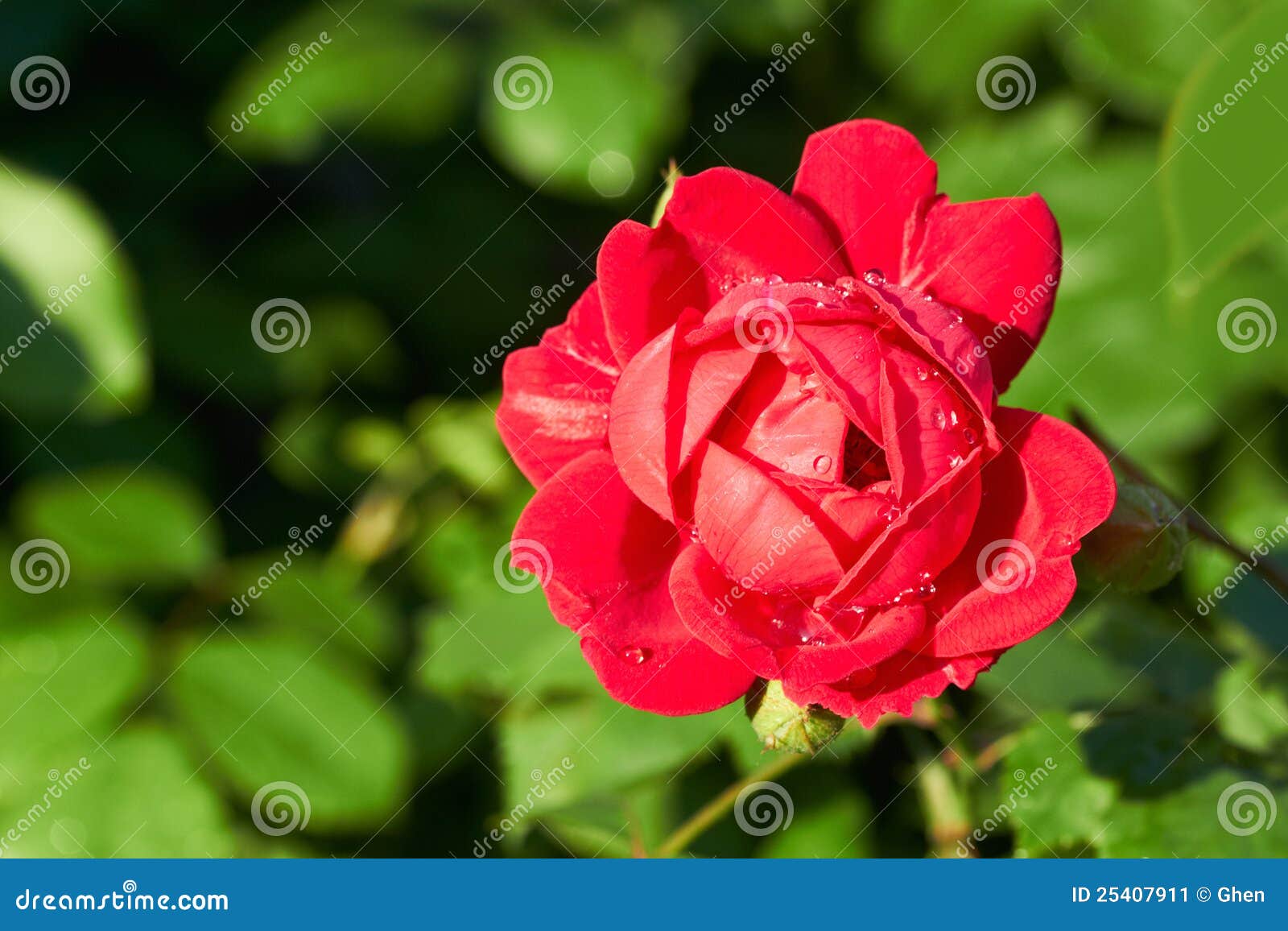 Red rose stock image. Image of morning, flora, feminine 25407911
