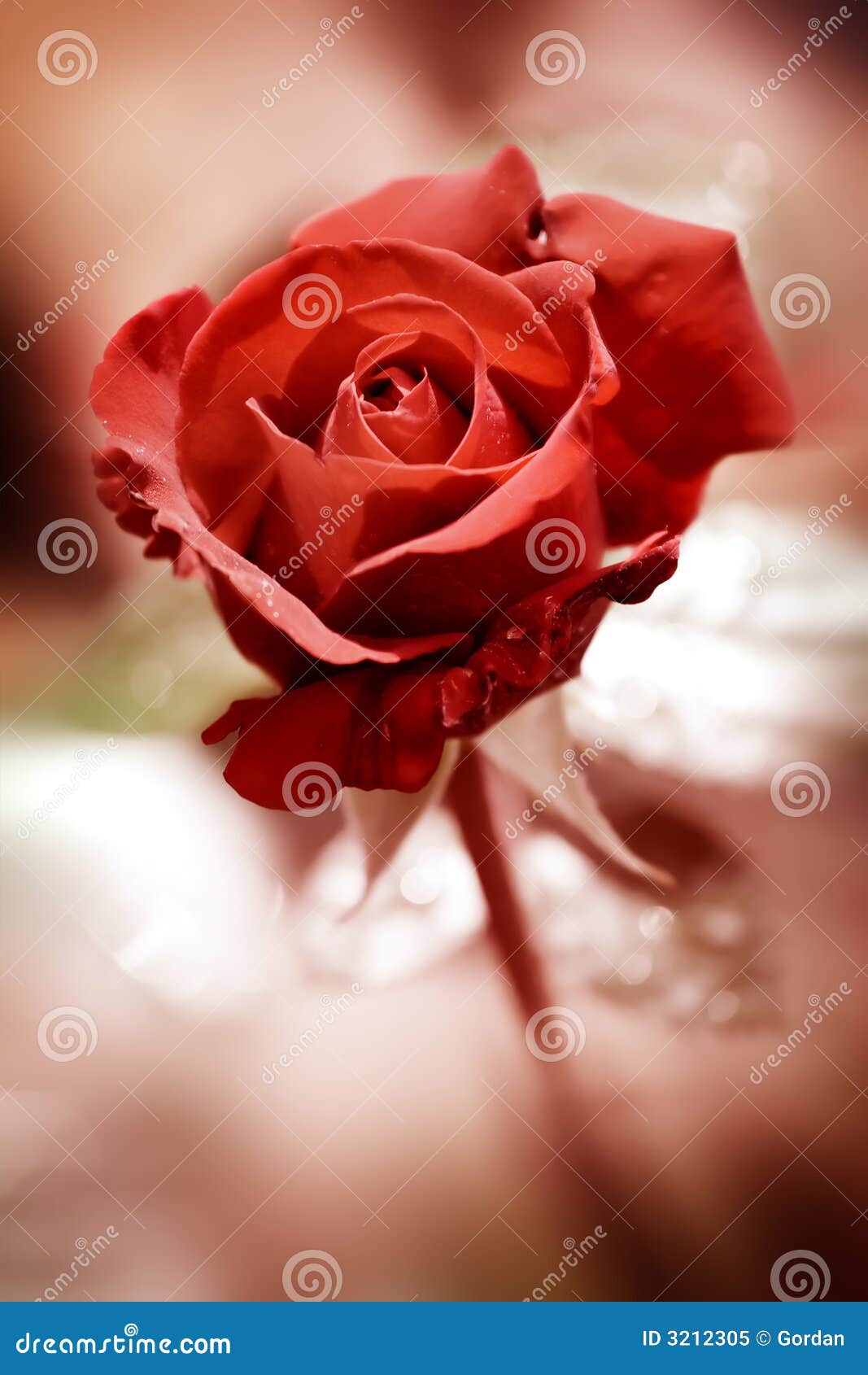 Red rose stock image. Image of bouquet, colour, garden - 3212305