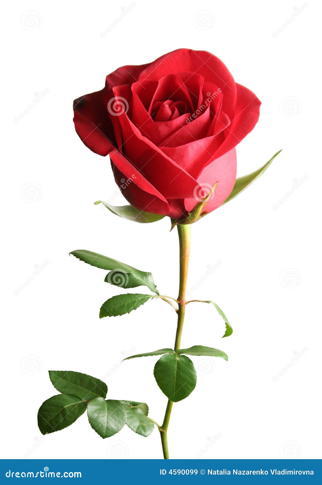 Red rose stock image. Image of closeup, anniversary, season - 4590099