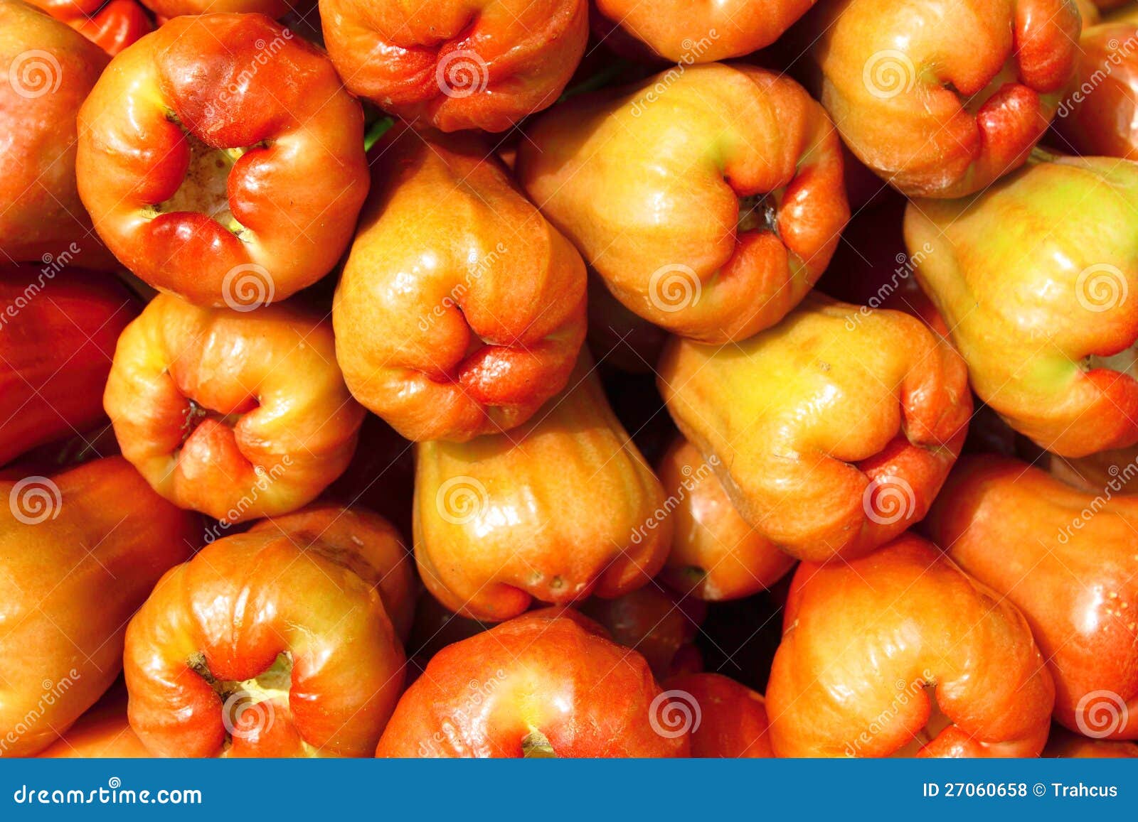 The Red Rose Apple of Thai Organic Farm Stock Photo Image of fruit
