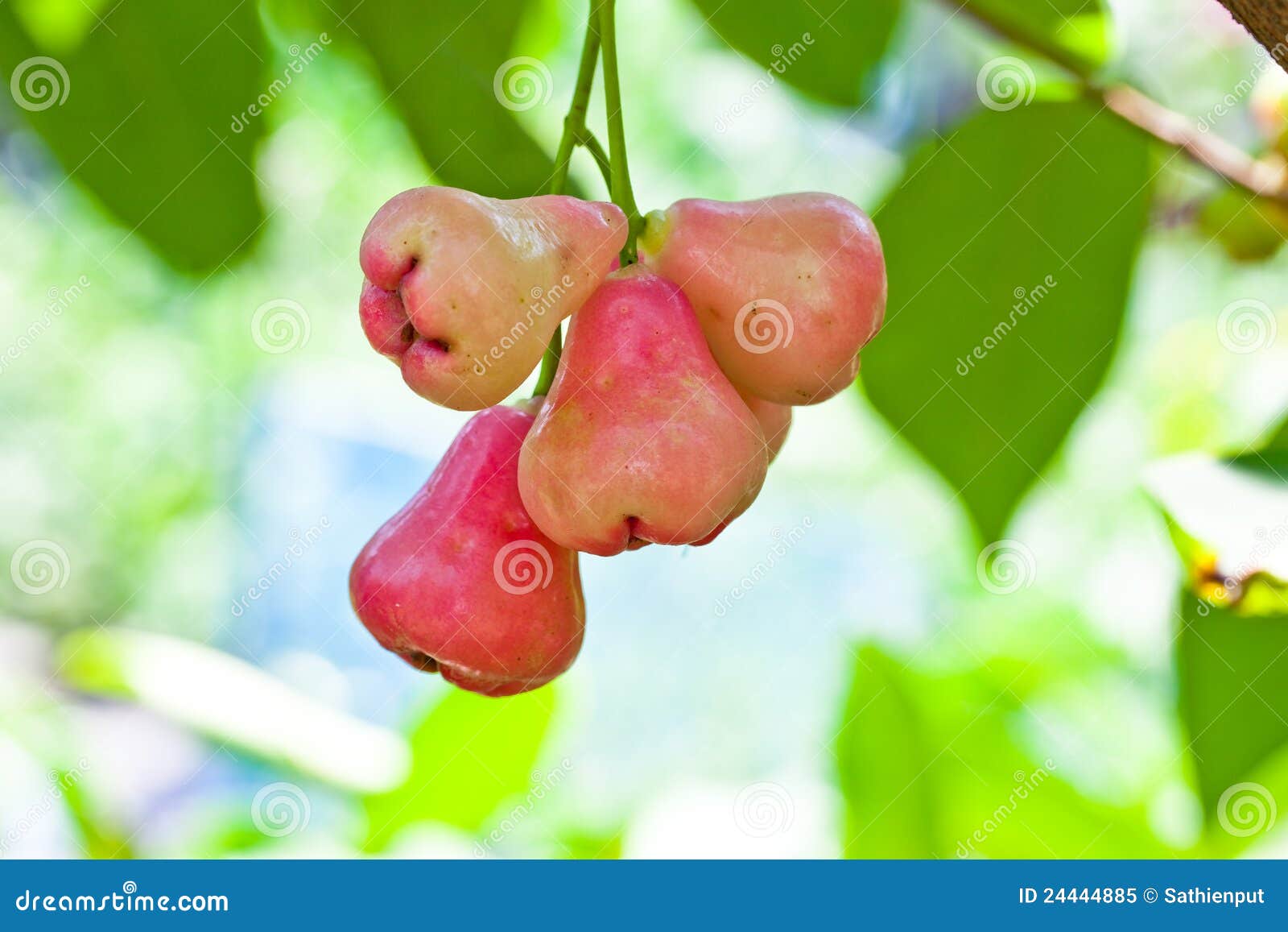 Red rose apple on tree stock image. Image of abstract 24444885
