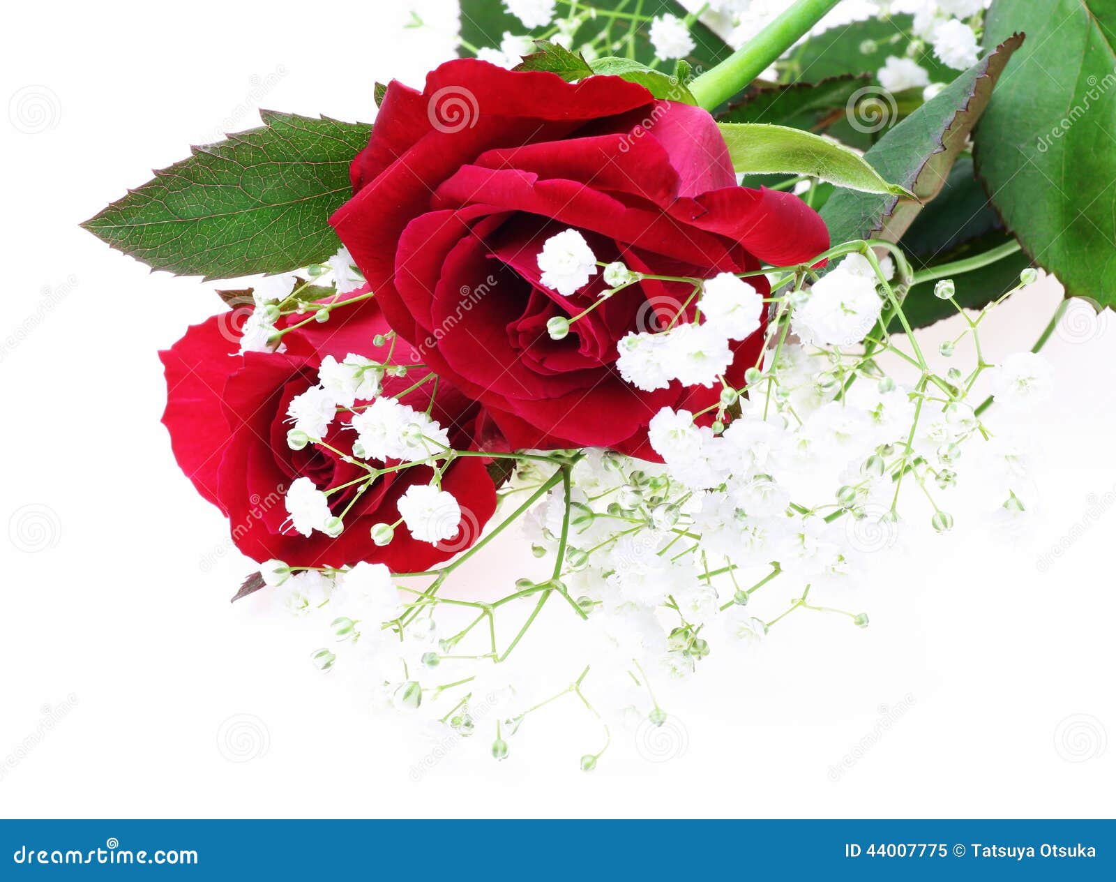 Red rose and baby s breath stock image. Image of rose - 44007775