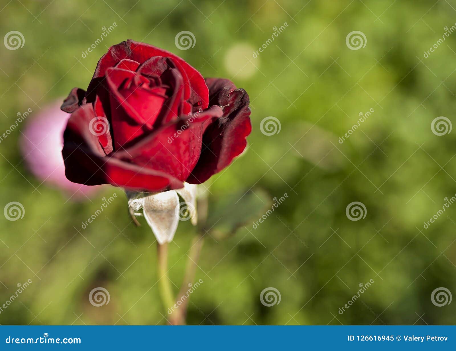 Red Rose On The Background Of Natural Greenery, Soft Focus Stock Image