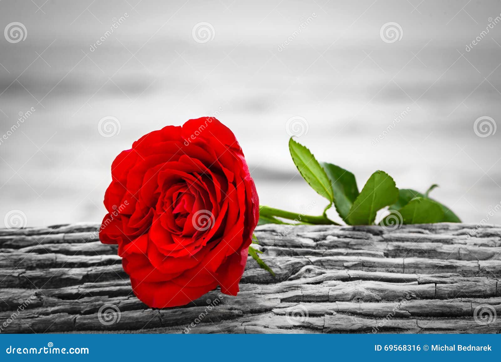 Red Rose on the Beach. Color Against Black and White. Love ...