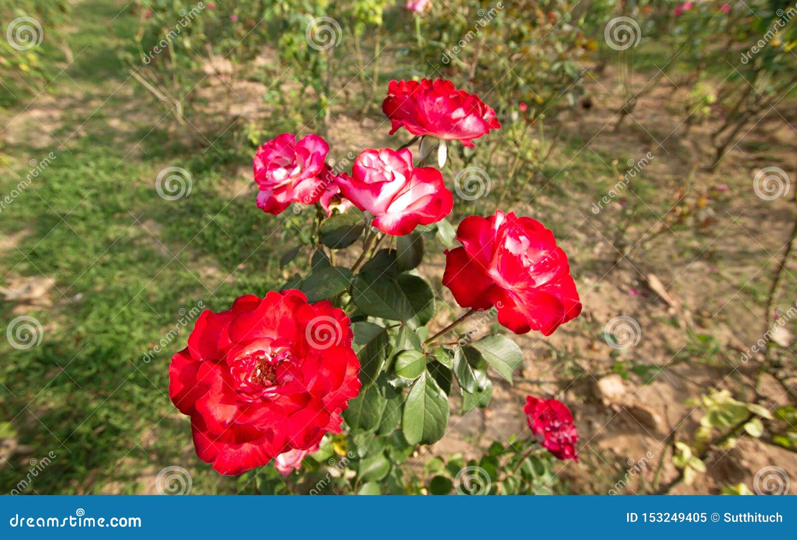 Red Color Rose Beautiful Flower Stock Image Image of bush, floral