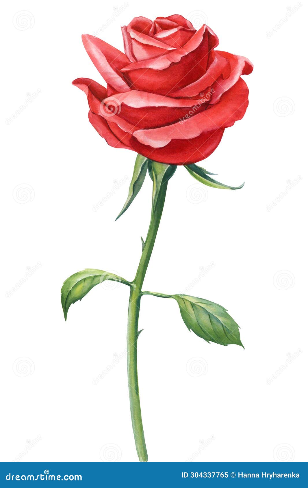 Red Rose Beautiful Flower, Isolated White Background, Watercolor ...