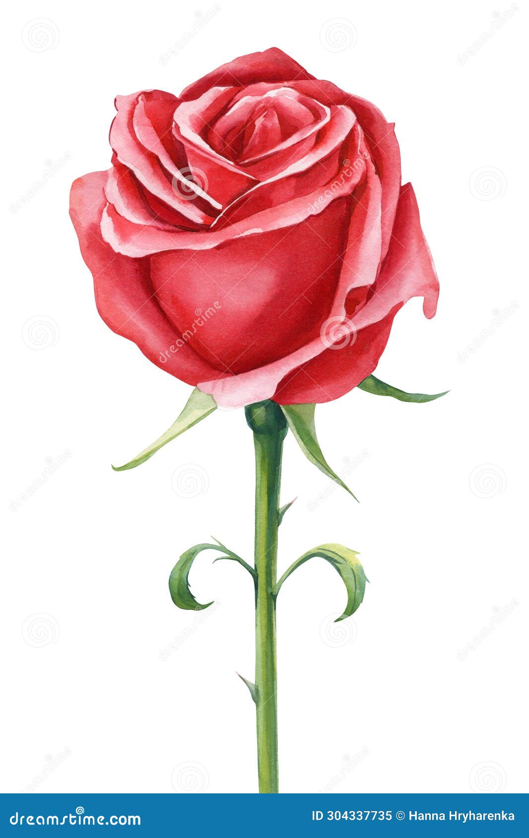 Red Rose Beautiful Flower, Isolated White Background, Watercolor ...