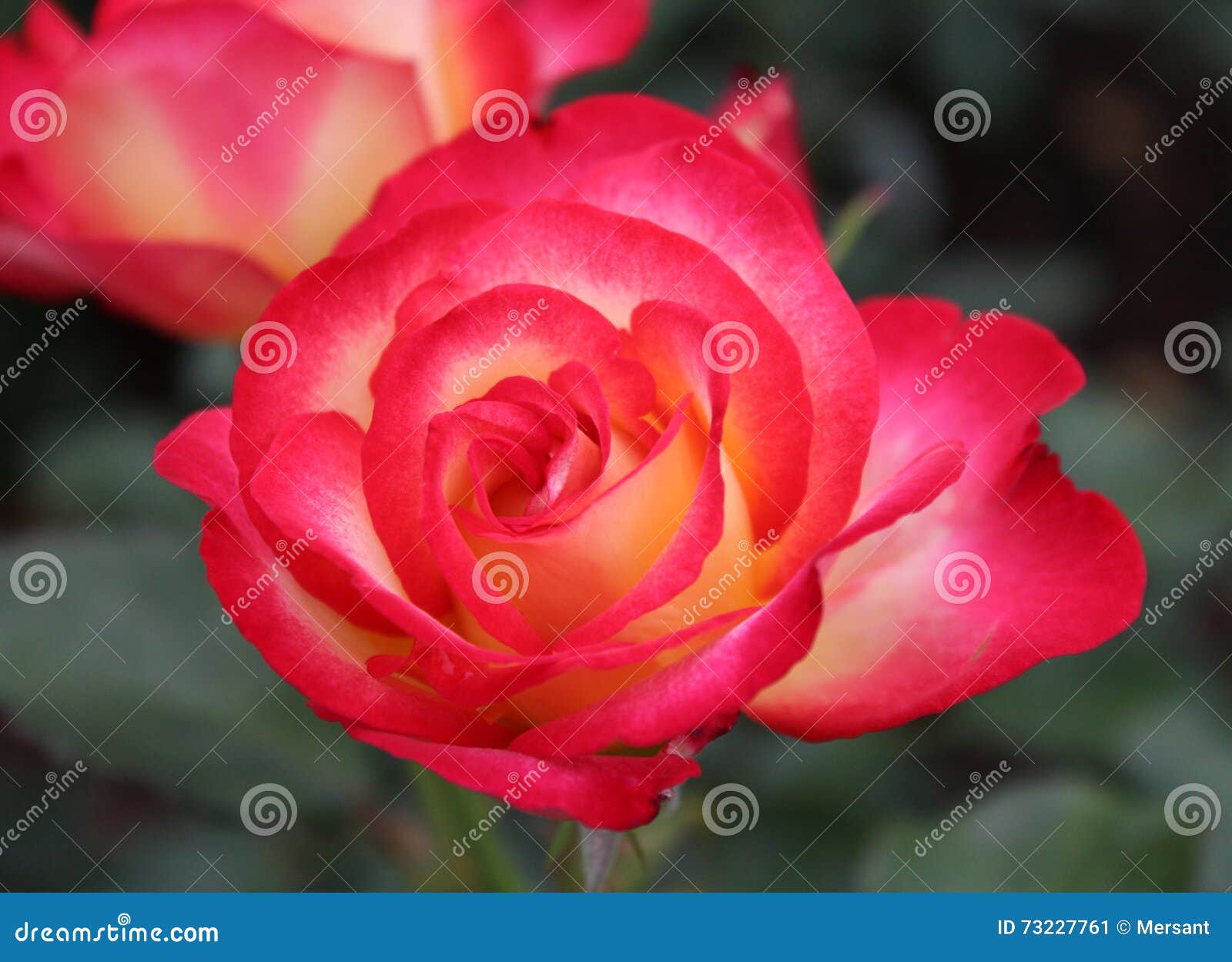 Red rose stock image. Image of flower, garden, green - 73227761