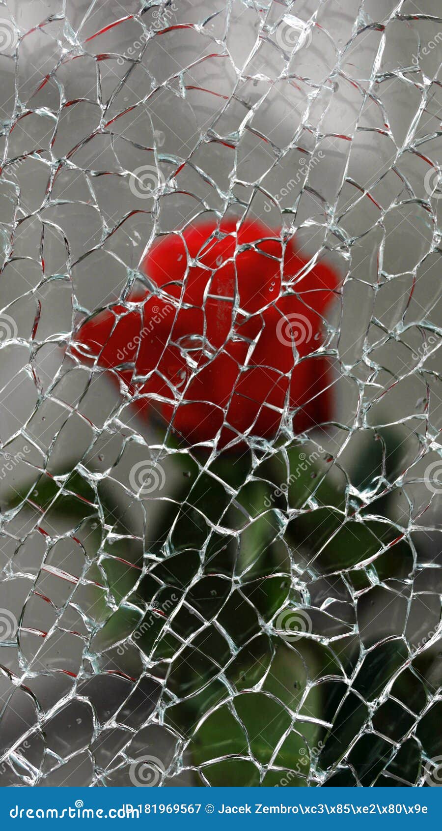A Red Rose Behind Broken Glass Stock Image - Image of glassn, glass:  181969567