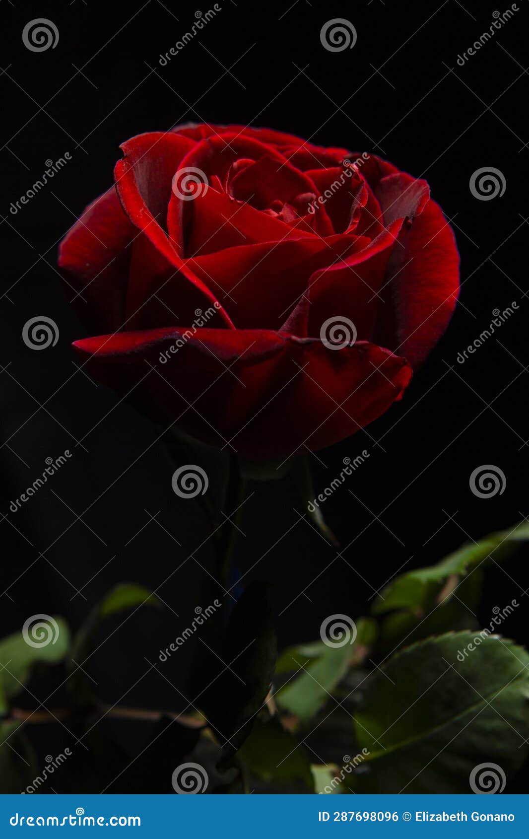 Low Key of a Red Rose on Black Background Stock Photo Image of