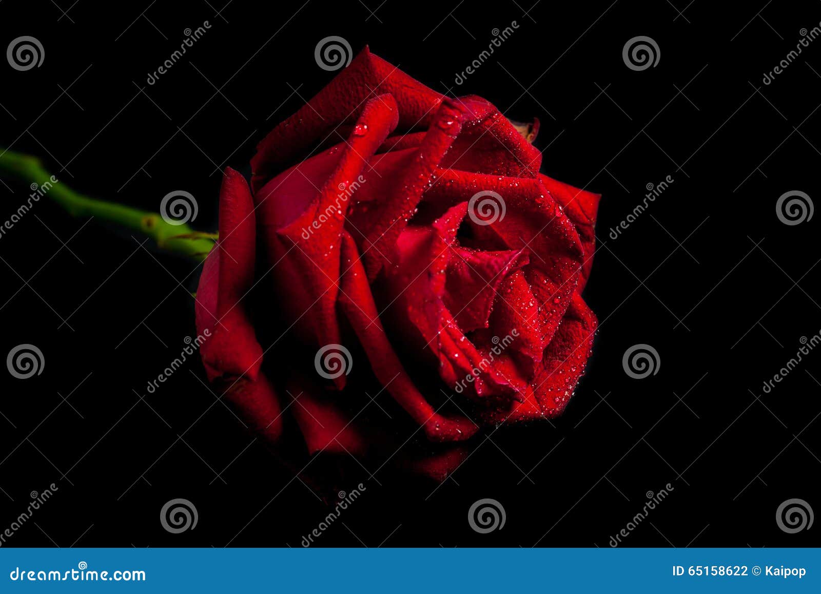 Red rose stock photo. Image of leaf, photography, image - 65158622