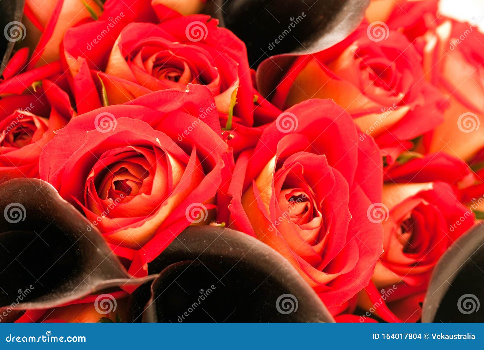 Red Rose And Black Calla Lily Bouquet Stock Photo Image Of Bouquet Beautiful 164017804