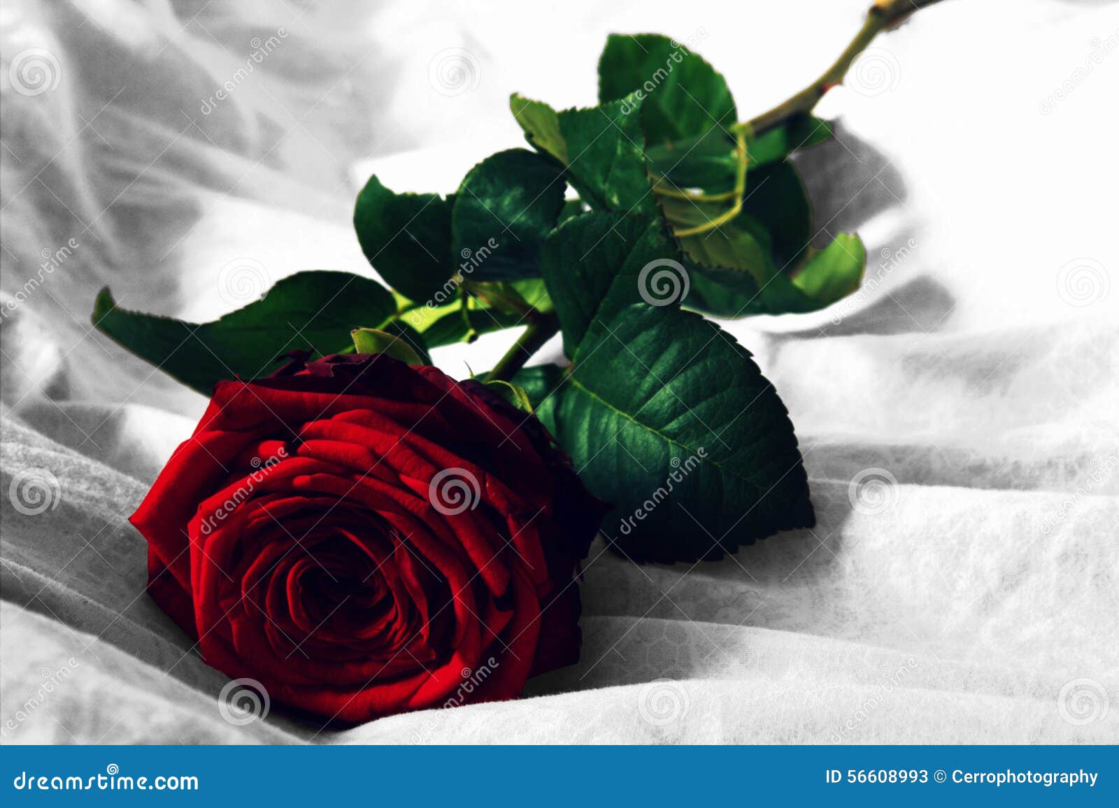 Red Rose with Black and White Background Stock Image Image of bunch, floral 56608993