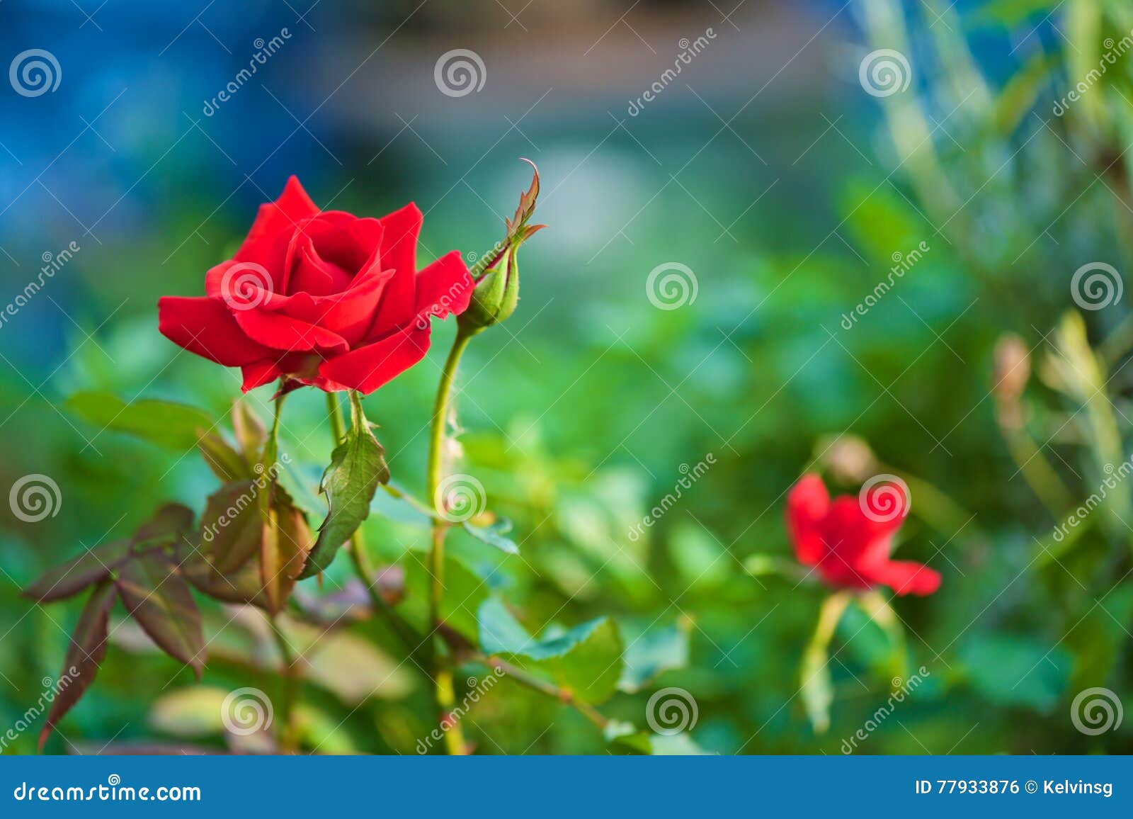 Red Rose with Blurred Background Setting Stock Photo - Image of burning,  setting: 77933876