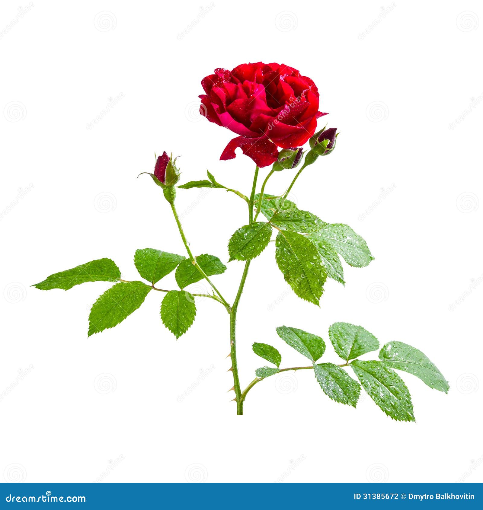 Red rose on branch stock photo. Image of shot, dogrose - 31385672